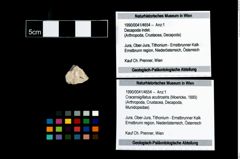 Foto (Objekt + Etikett) von Cracensigillatus acutirostris (Moericke, 1889)  (NHMW-GEO-1990-0041-4654)